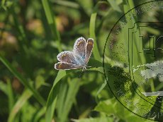 Голубянка меотическая 004